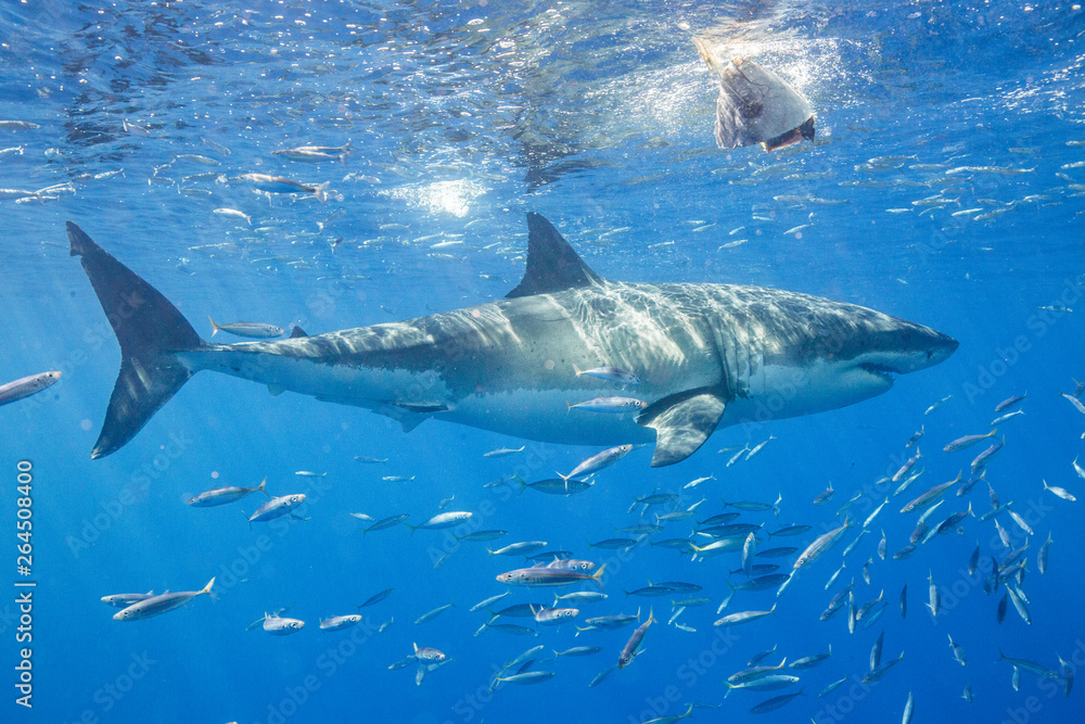 Naklejka premium Cage Diving with Great White Shark in Isla Guadalupe, Mexico