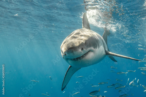 Cage Diving with Great White Shark in Isla Guadalupe, Mexico