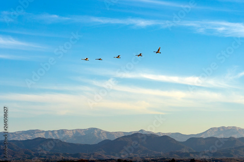 大空を飛ぶコハクチョウ © Nature K Photostudio
