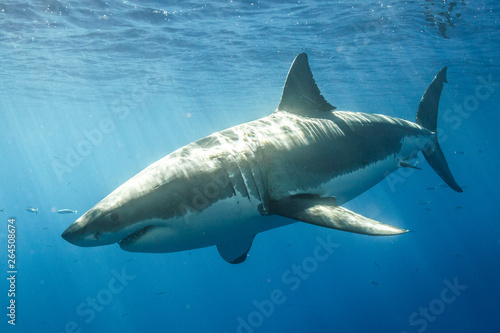 Cage Diving with Great White Shark in Isla Guadalupe, Mexico