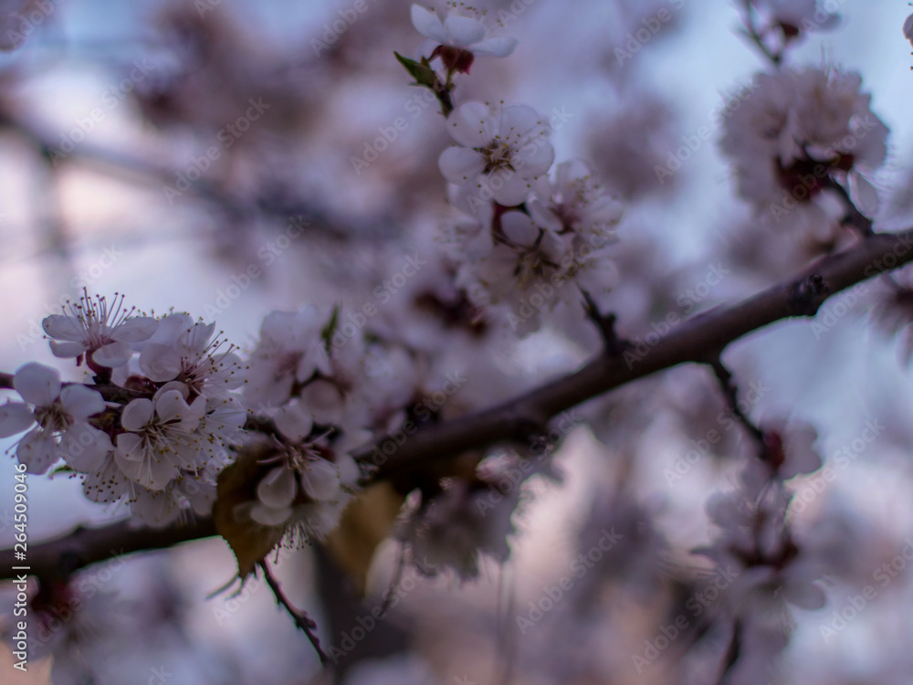 Raindrops on flowers of plum and apricot with green leaves in spring. Young shoots, water hanging from branch, flowering trees in garden, blooming spring nature. Effect light. Shallow depth of field Raindrops on flowers of plum and apricot with green leaves in spring. Young shoots, water hanging from branch, flowering trees in garden, blooming spring nature. Effect light. Shallow depth of field