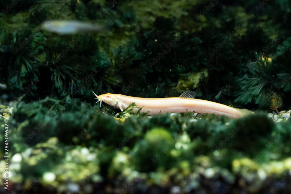 アルビノの魚 ドジョウ Stock Photo Adobe Stock アルビノの魚 ドジョウ Stock Photo Adobe Stock