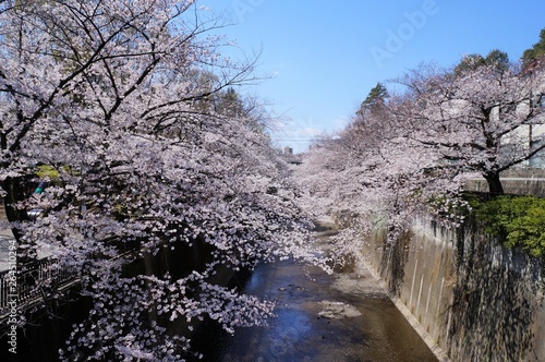 石神井川沿いの桜並木（板橋区）