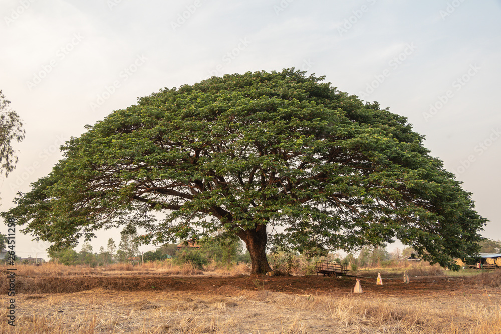 Selective focus giant Monkey pod tree in dried field.Also sometimes ...