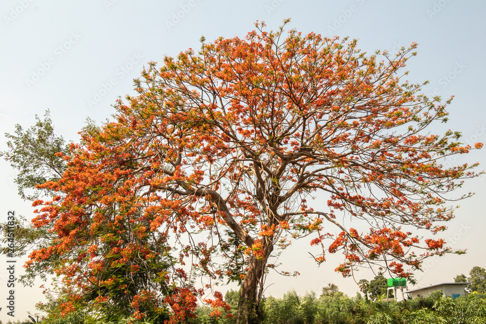 Selective focus colorful Delonix Regia flower in the sky background.Also called Royal Poinciana, Flamboyant, Flame Tree.Beautiful red flower in a garden. Selective focus colorful Delonix Regia flower in the sky background.Also called Royal Poinciana, Flamboyant, Flame Tree.Beautiful red flower in a garden.