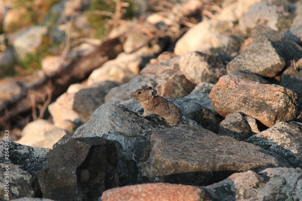 American Pika (Ochotona princeps) in a boulder field in Beartooth Mountains, Montana