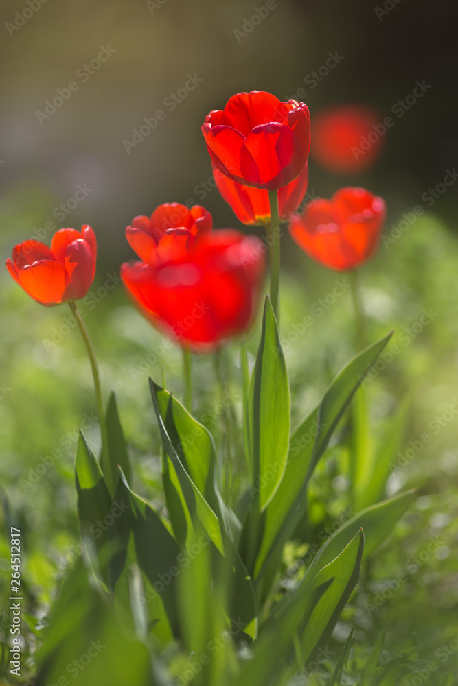 Naklejka premium Red tulips in the flowering period