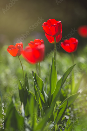 Red tulips in the flowering period