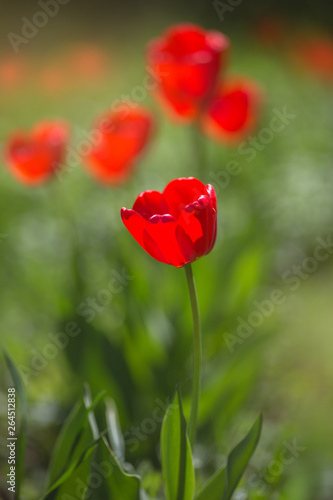 Red tulips in the flowering period