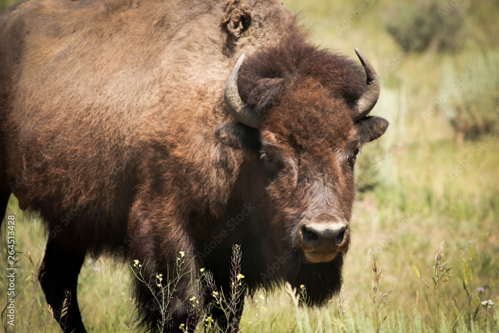 Grand Teton National Park - American Bison - Mammal 