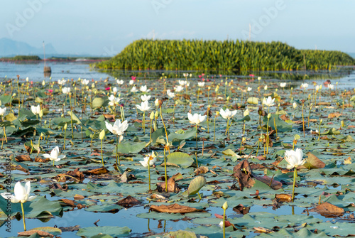 White lotus at Thalenoi lake Phatthalung , Thailand.