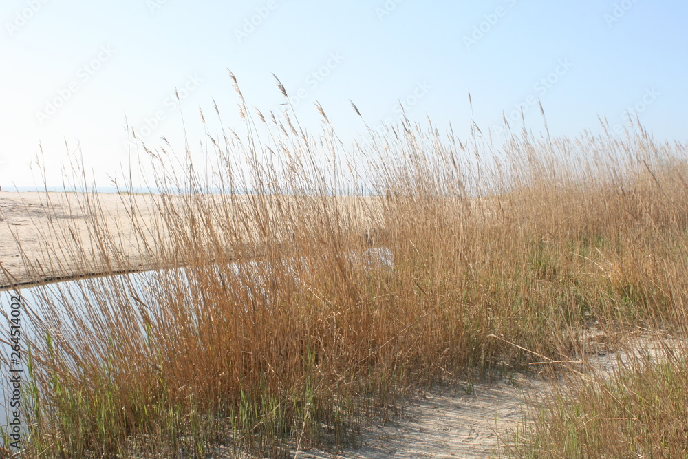 Obraz premium Gräser im Sand
