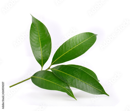 leaves of mango tree on white background.