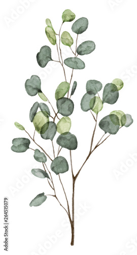 Watercolor eucalyptus leaves isolated on white background. 