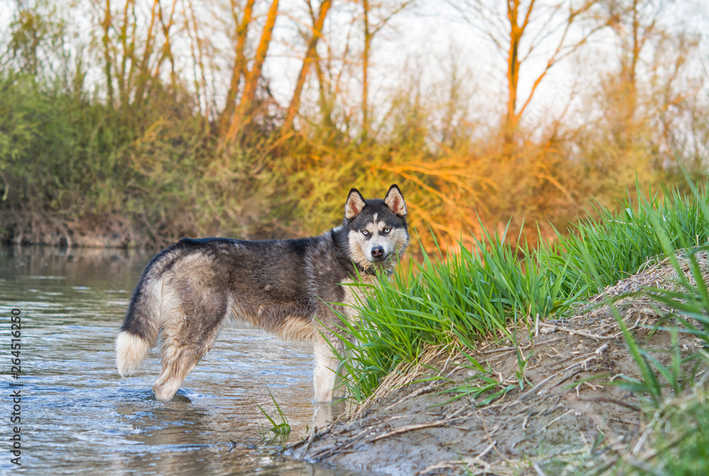 siberian husky dog