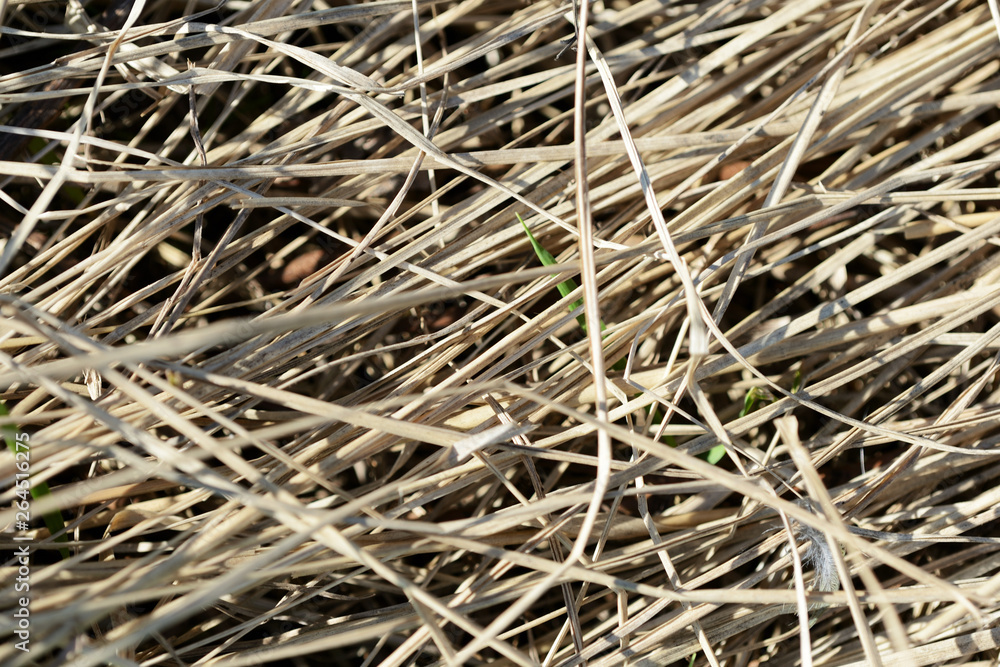 Dry grass in the spring forest close up. Natural background Dry grass in the spring forest close up. Natural background