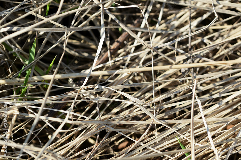 Dry grass in the spring forest close up. Natural background Dry grass in the spring forest close up. Natural background