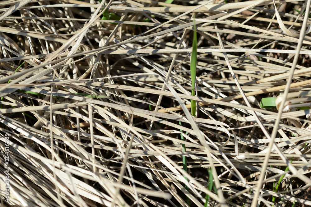 Dry grass in the spring forest close up. Natural background Dry grass in the spring forest close up. Natural background