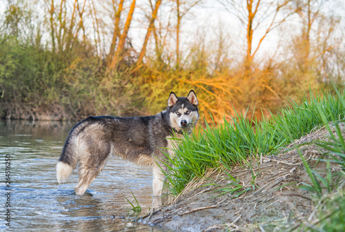 siberian husky dog