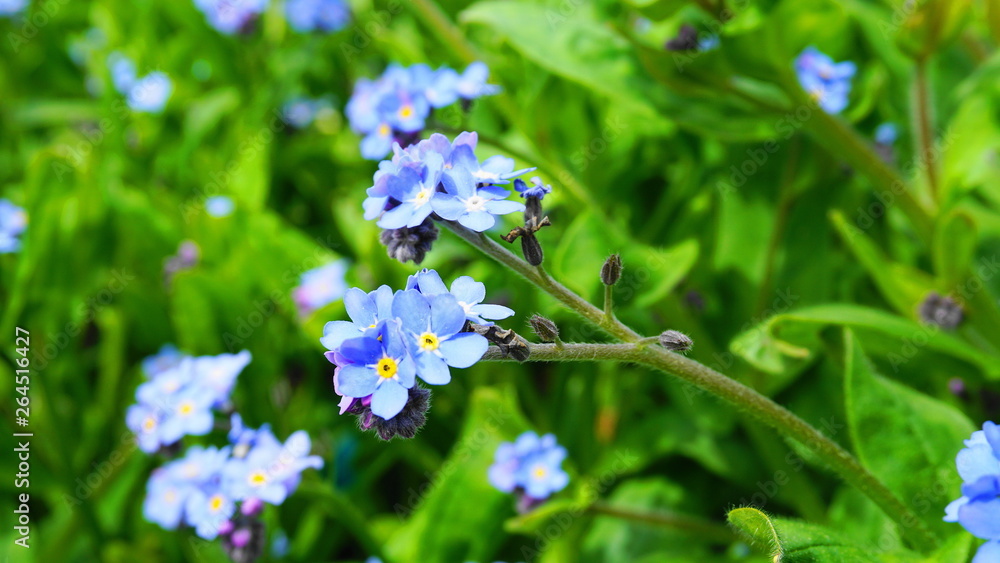 Beautiful and delicate small blue Myosotis flowers close up on green grass background.