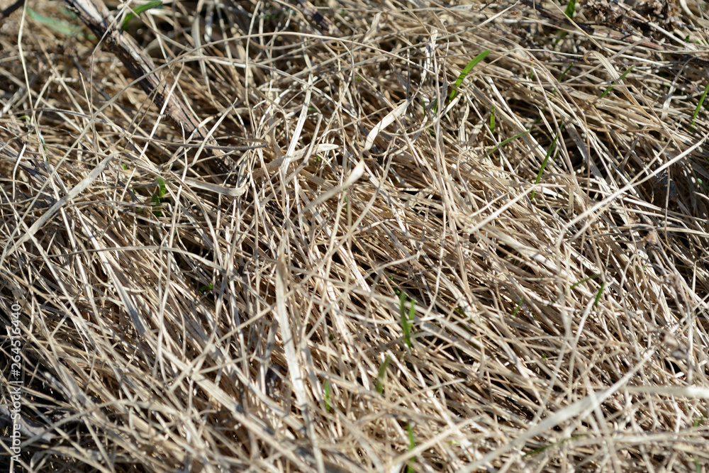 Close up view of dry grass in the spring forest. Natural background Close up view of dry grass in the spring forest. Natural background