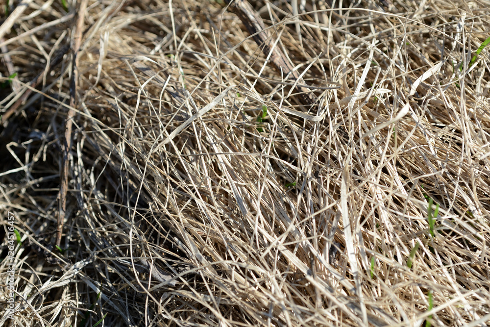 Close up view of dry grass in the spring forest. Natural background Close up view of dry grass in the spring forest. Natural background