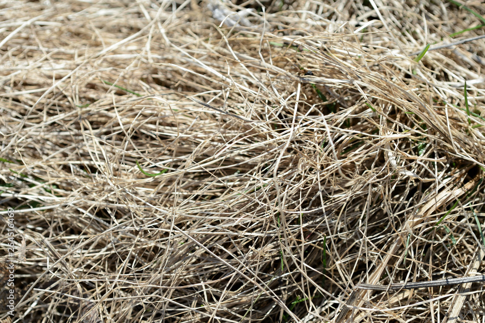 Close up view of dry grass in the spring forest. Natural background