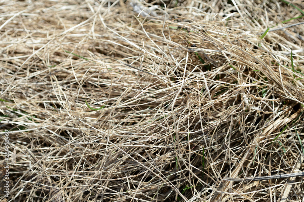 Close up view of dry grass in the spring forest. Natural background Close up view of dry grass in the spring forest. Natural background