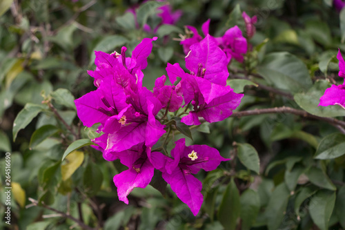Planta curazao o buganvilla con flores de color moradas con hojas verdes frescas en luz de verano con espacio para texto photo