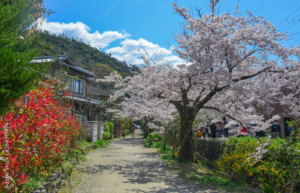 Cherry blossom in Kyoto, Japan