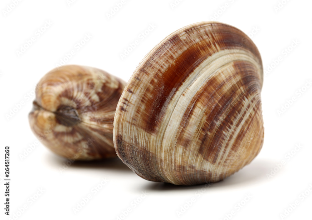 Stacked fresh raw clams on white background Stacked fresh raw clams on white background