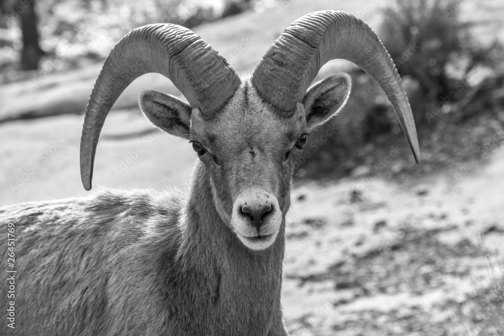 black and white ram full frontal of face 