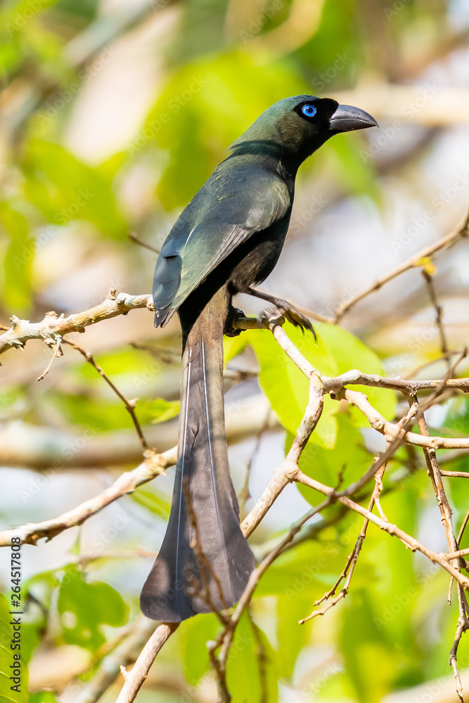 Fototapeta premium Racket-tailed Treepie perching on perch in forest