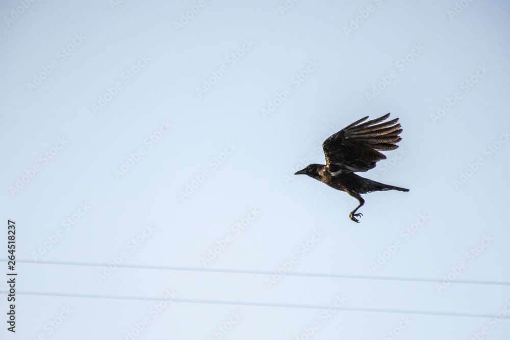 Fototapeta premium black bird in mid flight