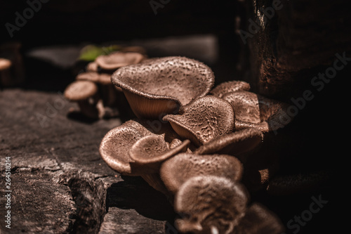 Mushrooms (Lentinus polychrous Lev.) ,In dark tones