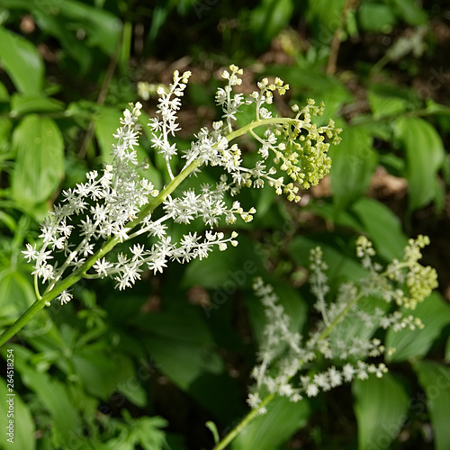 False Solomon's seal at Helmick Park in Oregon photo