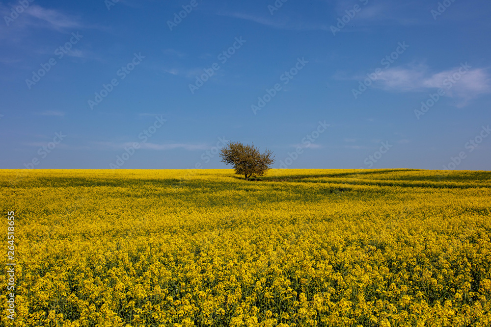 The Tree in Yellow
