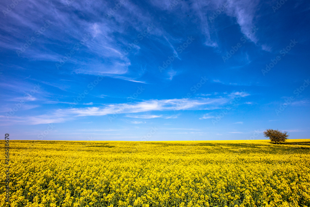 The Tree in Yellow