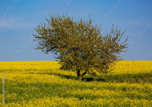 The Tree in Yellow