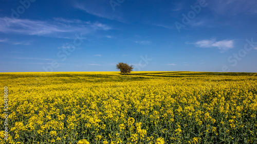 The Tree in Yellow