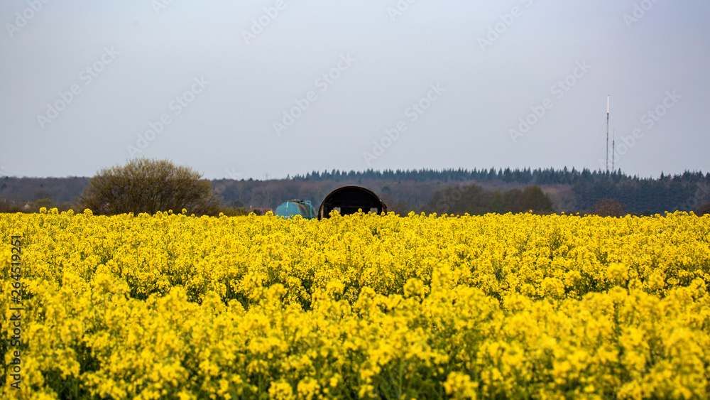 A Field in Yellow