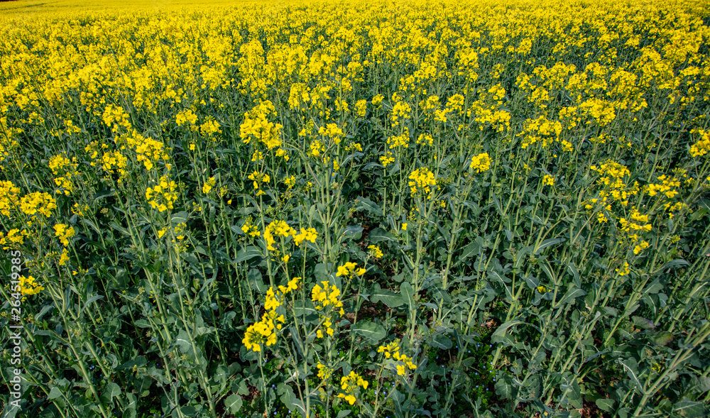 Field of Yellow Field of Yellow