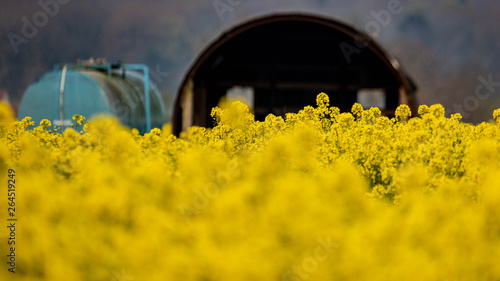 A Shed in Yellow