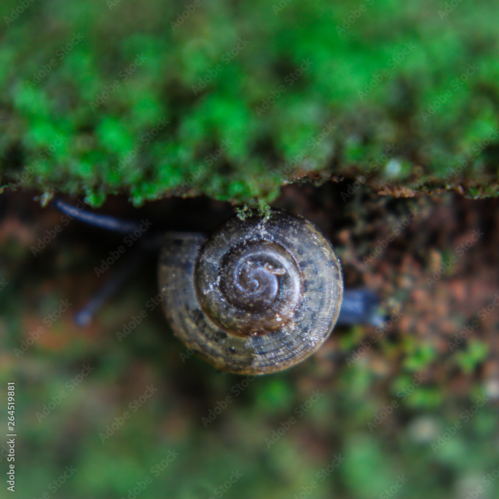 Snail close-up on a green leaf. brown spiral snail on a green leaf on a green blurred background in the sun rays. Snail close-up on a green leaf. brown spiral snail on a green leaf on a green blurred background in the sun rays.