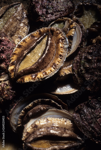 日本の伝統食品、あわびのきもの塩辛、あわび