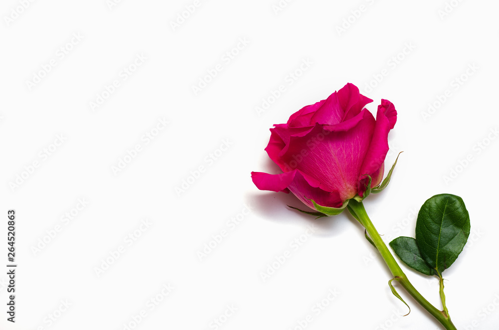 Fototapeta premium One beautiful pink rose isolated on white background with space for your text