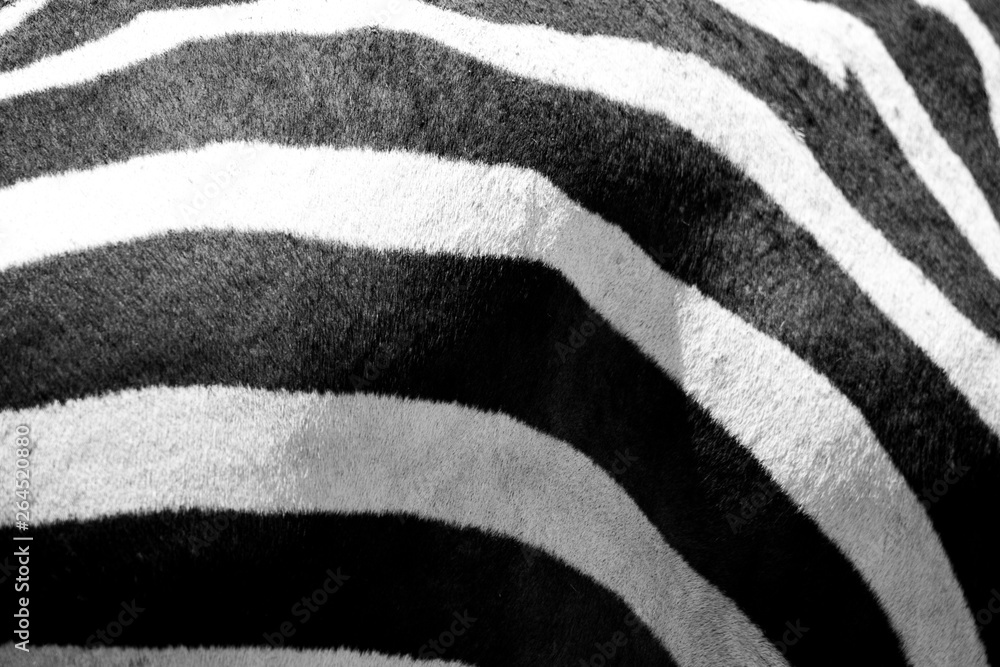 zebra skin texture zebra skin texture