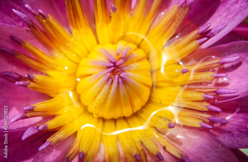 Beautiful purple water lilly or lotus on water