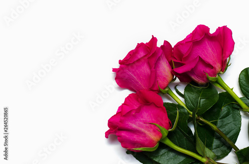 three beautiful pink rose isolated on white background with space for your text