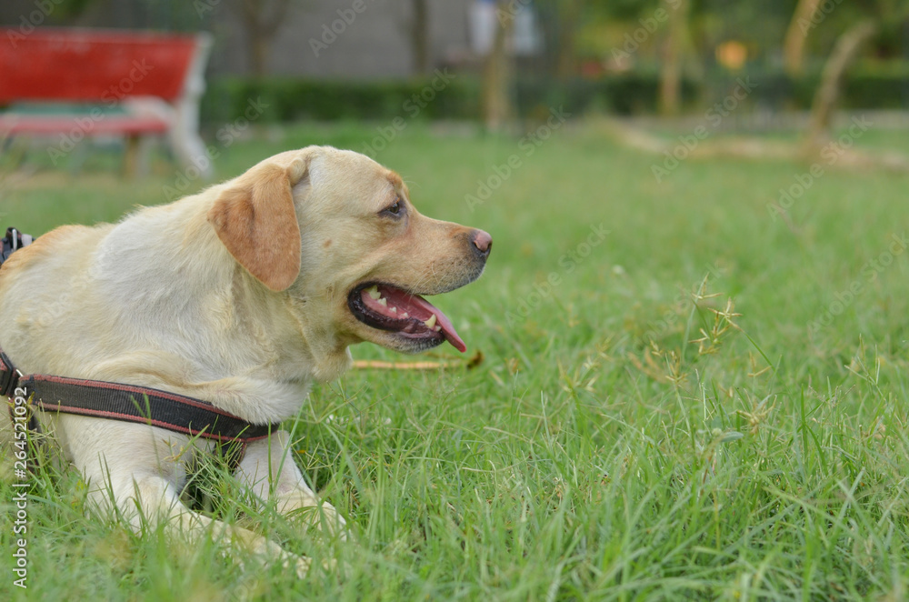 Golden Labrador retriever sitting in a park with tongue out and looking away Golden Labrador retriever sitting in a park with tongue out and looking away